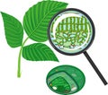 Sectional diagram of plant leaf microscopic structure under magnifying glass and chloroplast